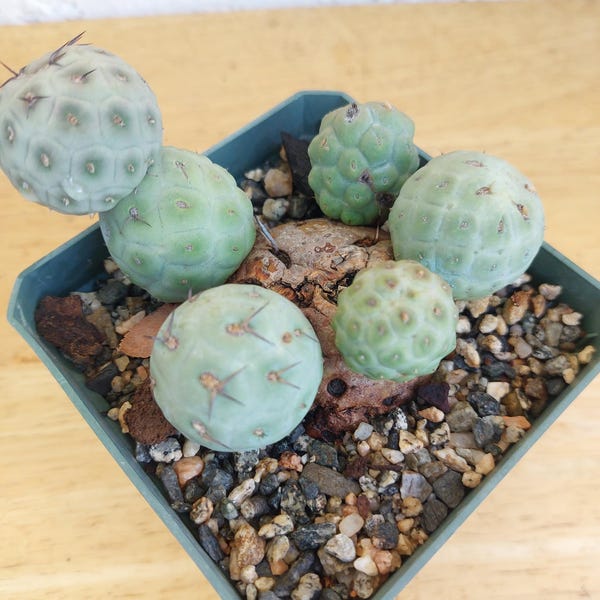7 balls Tephrocactus geometricus, Opuntia geometrica, Tephrocactus alexanderi var. geometricus. 4" pot