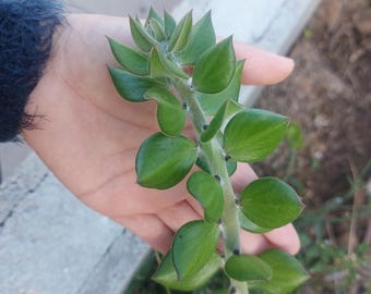5 Cuttings Of Hylocereus Undatus (Dragon Fruit) Grafting Stock On Pereskiopsis | Cactus Grafting