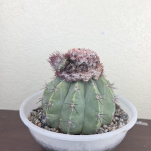 Melocactus With Cephalium - Etsy