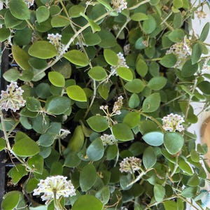 May include: A close-up of a Hoya plant with small, oval, green leaves and clusters of tiny, white and pink flowers. The plant is in a black container. The leaves are a vibrant green, and the flowers add a delicate touch.