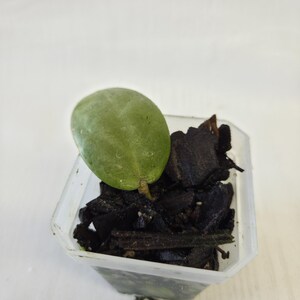 Hoya Silver Dollar,  3" pot.          (E).