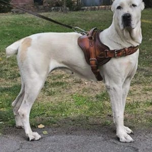 Handmade Leather Dog Harness: Custom Fit, Durable Hardware