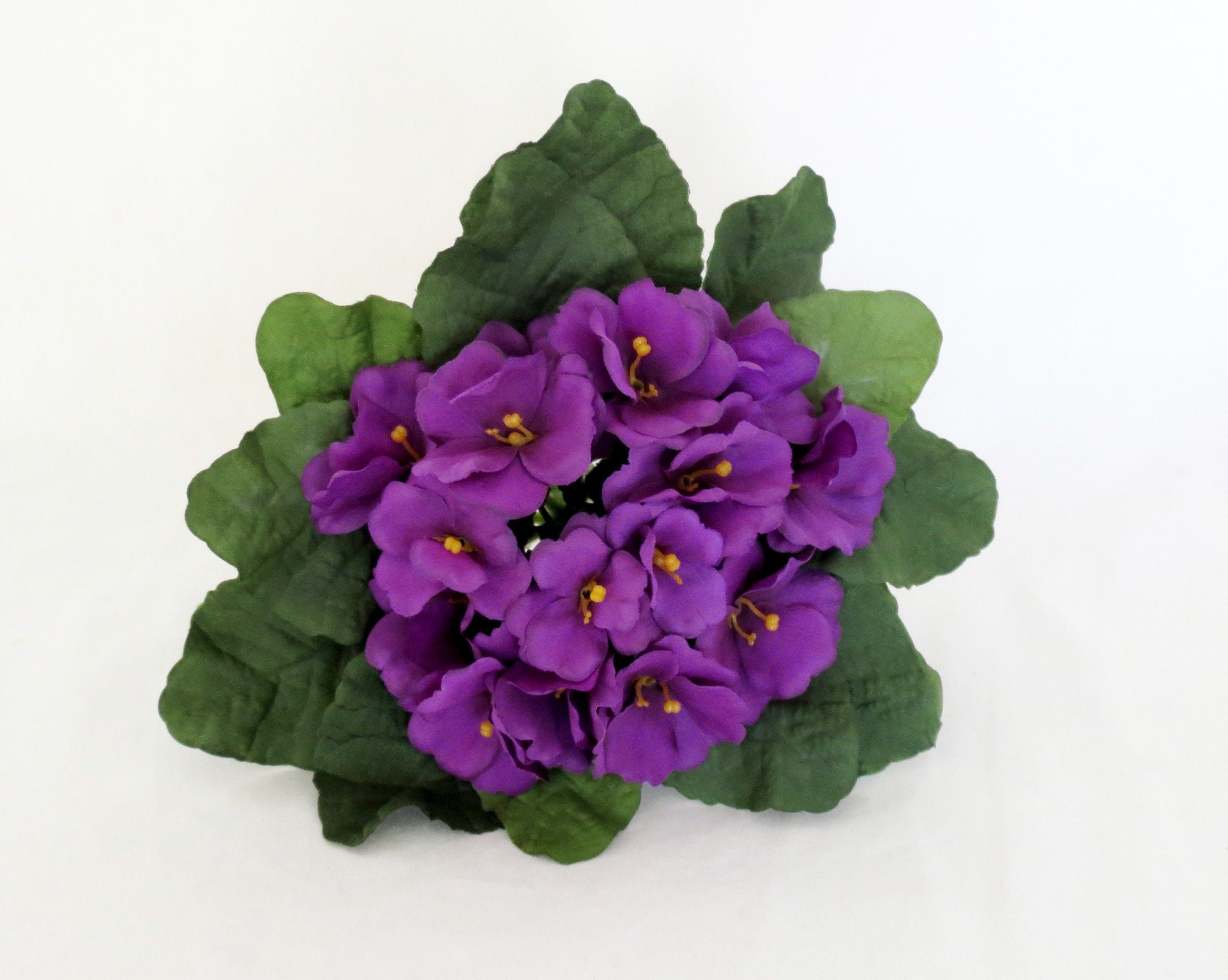 African Violet Faux Violets One Bush Permanent Botanical Etsy