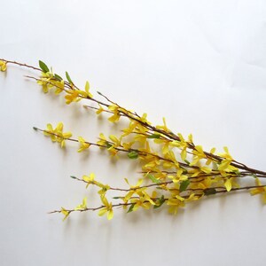 May include: A sprig of forsythia branches with bright yellow flowers and green leaves against a white background. The branches are brown and have small, delicate blooms.