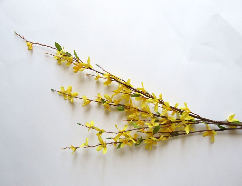 May include: A sprig of forsythia branches with bright yellow flowers and green leaves against a white background. The branches are brown and have small, delicate blooms.