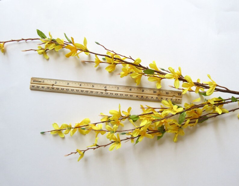 May include: Artificial forsythia branches with bright yellow flowers and green leaves. A wooden ruler is placed across the branches. The branches are on a white background. The ruler is 12 inches long.