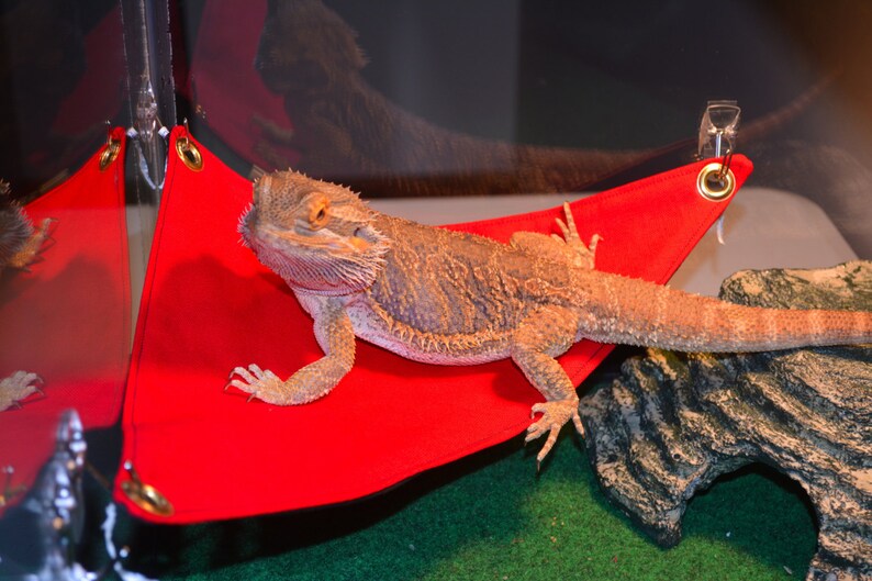 Diy Bearded Dragon Hammock / DIY Reptile Habitat Additions That Will
