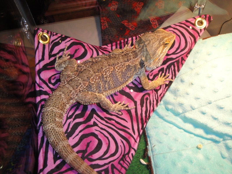 Diy Bearded Dragon Hammock / DIY Reptile Habitat Additions That Will