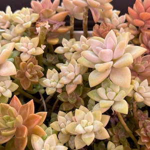 Graptopetalum rosette cutting