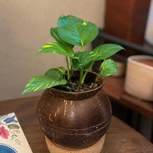 Peut inclure: Plante de pothos dans un pot en coquille de noix de coco marron, avec des feuilles vertes et jaunes. Le pot repose sur une base ronde en liège. Le pot mesure environ 15 cm de diamètre et se trouve sur une surface en bois foncé.