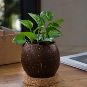 May include: A small green pothos plant potted in a dark brown, spherical coconut shell planter with a carved triangular pattern around the top rim. The planter rests on a circular, light brown, textured cork coaster base.