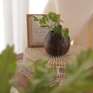 Coconut Shell Planter |Zig Zag Plant Pot with Cork Base | Gift for Plant Lovers