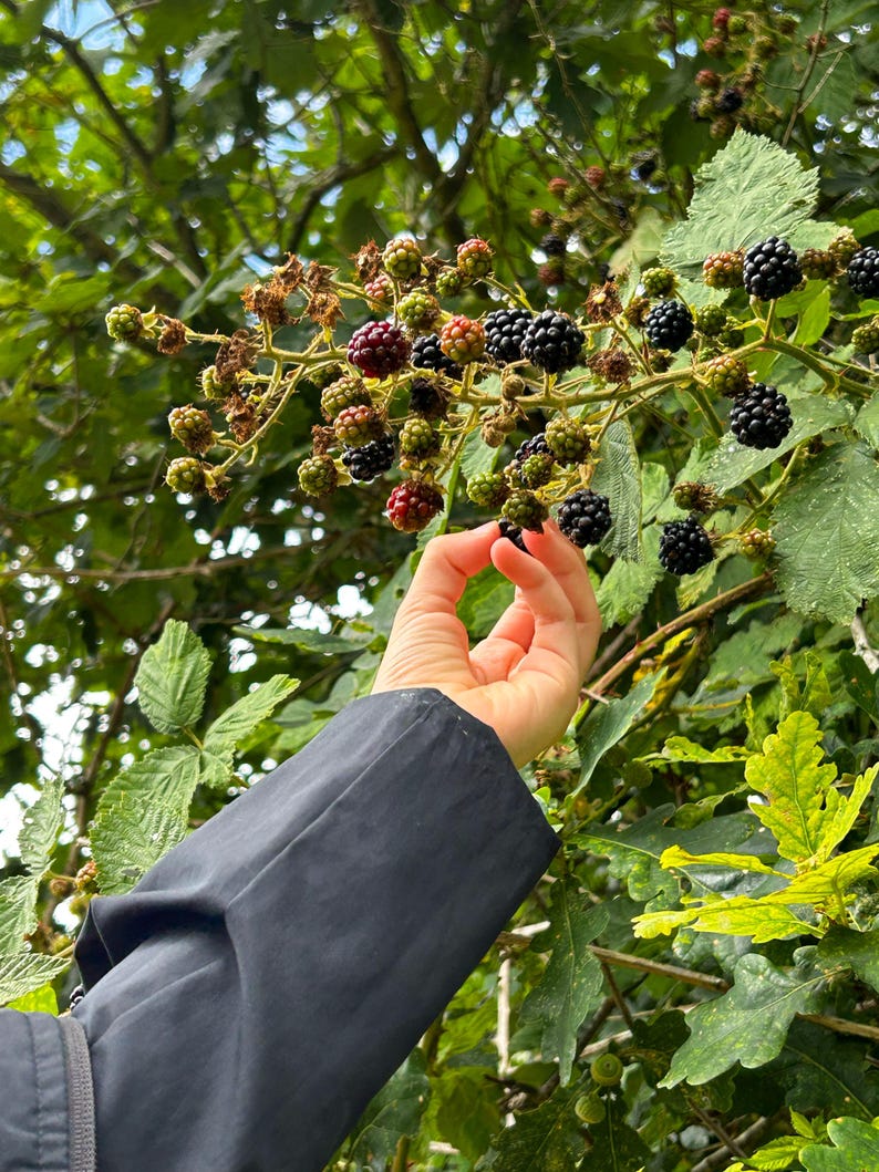 Op de afbeelding: Een close-up van een braamstruik met groene bladeren en een verscheidenheid aan bessen, van onrijp groen tot rijp zwart. Een hand reikt naar een bes. De persoon draagt een zwarte jas.