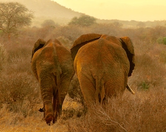 Elephant