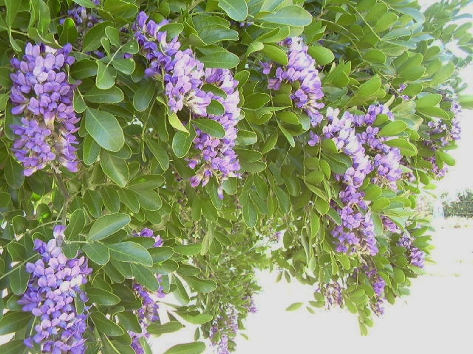25 Texas Mountain Laurel Seeds  Etsy