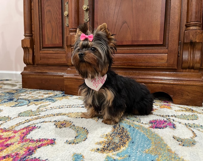 Personalized Dog Bandana | Custom Pet Name | Handmade in Louisiana Unique Personalized Pet Scrunchie Bandanna - Customized Dog Accessories