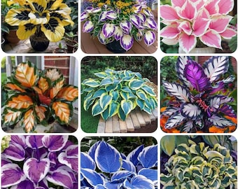 May include: A collage of nine different potted plants, showcasing a variety of colorful foliage. The plants feature vibrant hues of yellow, purple, pink, orange, blue, and green. The arrangement highlights the diversity of plant species.