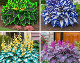 May include: Four images of vibrant plants. One features green leaves with purple edges, another has blue and white leaves, a third showcases yellow flowers with teal and white leaves, and the last displays purple leaves.