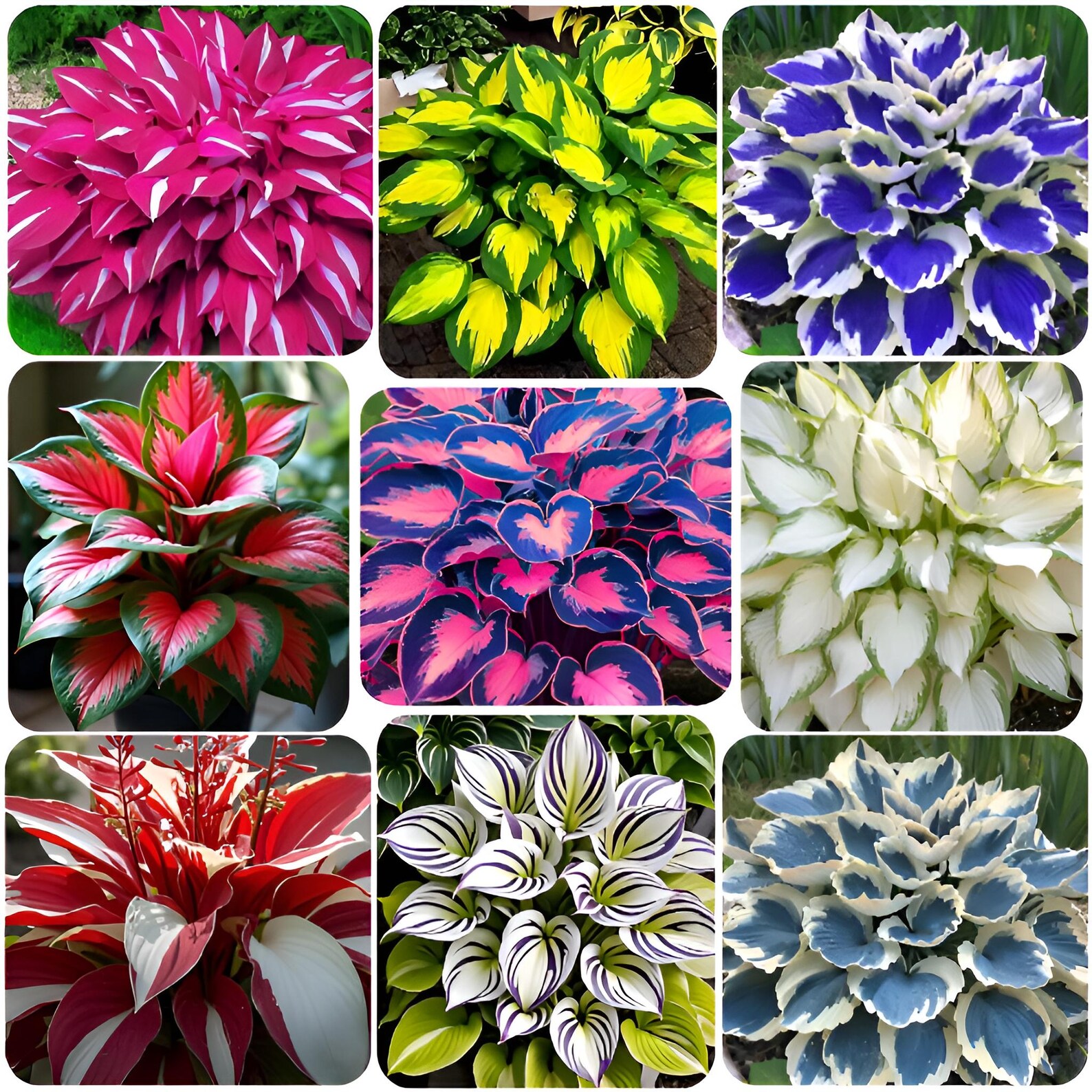 Hosta Seeds Mix Rare Colors – Exotic Shade Garden Perennial - Etsy