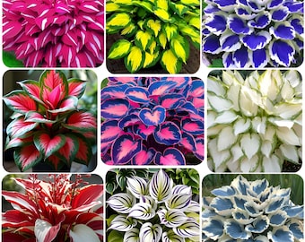 May include: A collage of nine distinct hosta plants featuring varied foliage patterns. Colors include vibrant pink, bright yellow, deep blue, white, and red, with heart-shaped leaves displaying variegated stripes, borders, and solid color blocks.