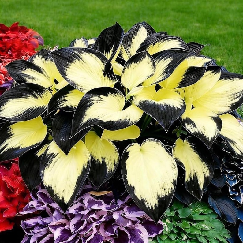 Rare Color Hosta Seeds Mix – Exotic Shade Garden Hostas | Easy Grow Decorative Foliage Plant bild 6