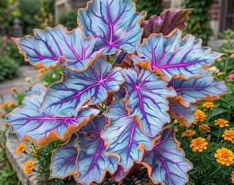 Rare Purple Blue Caladium Seeds, Pink Veined Tropical Foliage Plant, Colorful Ornamental Garden Seeds, Exotic Houseplant