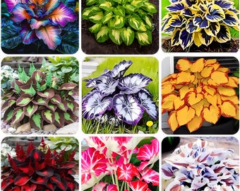 May include: A collage of nine images showcasing various colorful plants. The plants display a range of hues, including vibrant blues, oranges, purples, and greens. The leaves exhibit diverse patterns and textures, creating a visually appealing display of botanical variety.