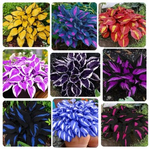 Midnight Blue Heart Plant Seeds - Etsy