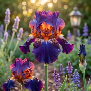 Sunset Glow Iris Seeds - Rare Deep Purple and Orange Bearded Iris