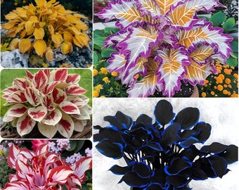 Organic Hosta Seeds Mix – Exotic Shade Garden Perennial Plant