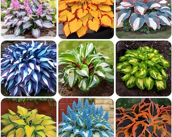 May include: A collection of nine images showcasing various types of hosta plants. The hostas display a range of colors, including green, yellow, blue, and purple, with some having variegated patterns. Some images also feature pink flowers.