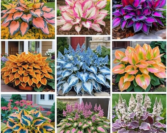 May include: A collage of nine different Hosta plants, showcasing a variety of colors and leaf patterns. The plants range from vibrant oranges and pinks to deep purples and blues, with some featuring variegated leaves. The image highlights the diversity of Hosta varieties.