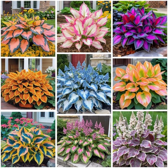 Mix Organic Hosta Seeds: Colorful Shade Perennials, Non-gmo - Etsy