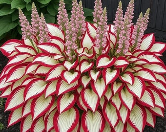 May include: A vibrant hosta plant with large, heart-shaped leaves edged in red and cream. Tall, slender spikes of pink flowers rise above the foliage. The plant is a lush, colorful addition to any garden.