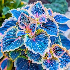 May include: Close-up of a vibrant plant with large, textured leaves. The leaves display a striking color palette of deep blue, pink, and yellow-green, with white edges and intricate veining. The plant's overall appearance is lush and decorative.