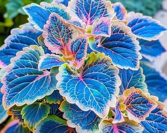 Coleus Seeds Mixed Colors Rare Foliage Plant Colorful Leaf Plant Indoor Outdoor Decorative Plant Easy Grow Garden Seeds