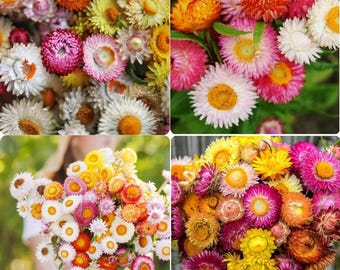 Strawflower Seeds Mixed Color Everlasting Flowers Dried Flower Seeds Paper Daisy Seeds Easy Grow Garden Bouquet Flowers