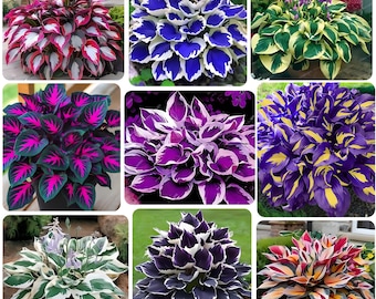 Rare Color Hosta Seeds Mix | Exotic Hybrid Hosta Plant Seeds, Unique Foliage Shade Garden Perennial Seeds