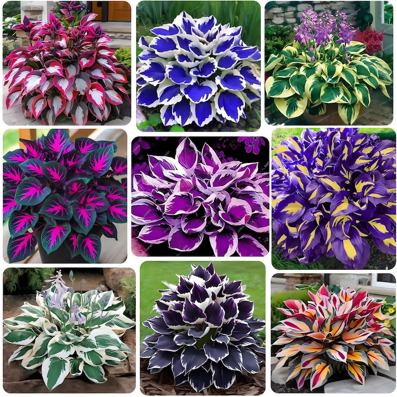 Rare Color Hosta Seeds Mix | Exotic Hybrid Hosta Plant Seeds, Unique ...