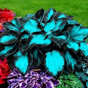 Rare Color Hosta Seeds Mix – Exotic Shade Garden Hostas | Easy Grow Decorative Foliage Plant bild 4