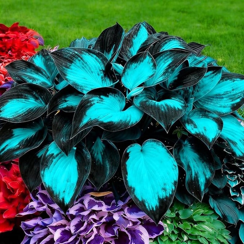 Rare Color Hosta Seeds Mix – Exotic Shade Garden Hostas | Easy Grow Decorative Foliage Plant bild 4