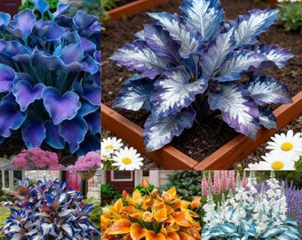 May include: A collage of vibrant plants with large, textured leaves. The plants display a range of colors, including deep blues, purples, silver, and orange. Some plants are in wooden planters, while others are in garden beds with flowers.