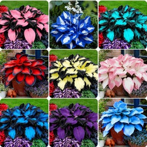 May include: A collection of potted Hosta plants with vibrant foliage in various colors, including pink, blue, red, yellow, and purple. The plants are arranged in a grid, showcasing their diverse leaf patterns and hues. The plants are in brown pots.