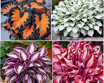 Exotic Hosta Seeds – Rare Colorful Shade Perennial Mix