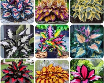 Rare Colorful Hosta Seeds Variegated Foliage Mix Shade Garden Perennial Plants Easy Grow Outdoor Landscaping Decorative Seeds