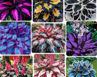May include: A collage of vibrant plants with striking leaf patterns. The leaves display a range of colors, including deep purple, bright pink, blue, yellow, white, and red. The plants are arranged in a grid, showcasing their diverse foliage.