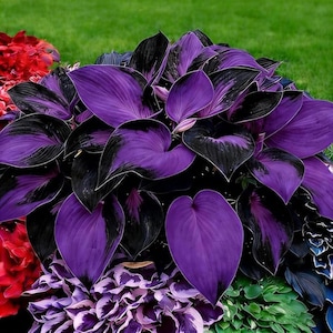 Rare Color Hosta Seeds Mix – Exotic Shade Garden Hostas | Easy Grow Decorative Foliage Plant bild 5