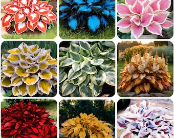 May include: A collage of nine images showcasing various Hosta plants. The plants display a range of colors, including red, blue, pink, yellow, and green, with variegated patterns. The leaves are large and textured, creating a visually diverse display of garden plants.