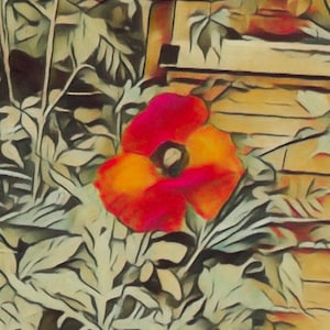 poppy