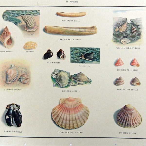 Vintage School Poster, Beach Decor, Molluscs, Shells, Scallops, Home Decor, Macmillans School Poster, Macmillans Nature Class Pictures